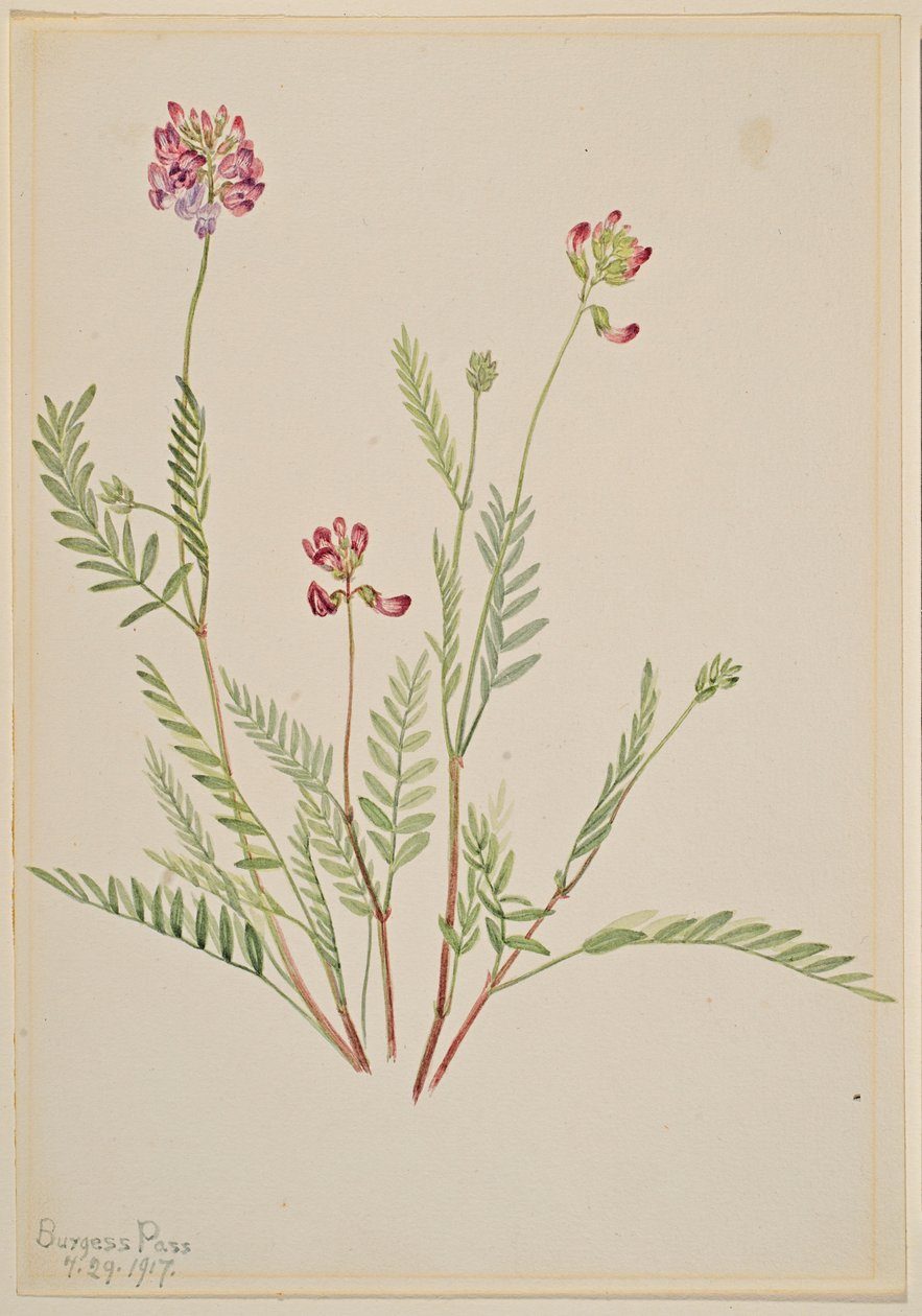 Alpvicker (Astragalus bourgovii) av Mary Vaux Walcott