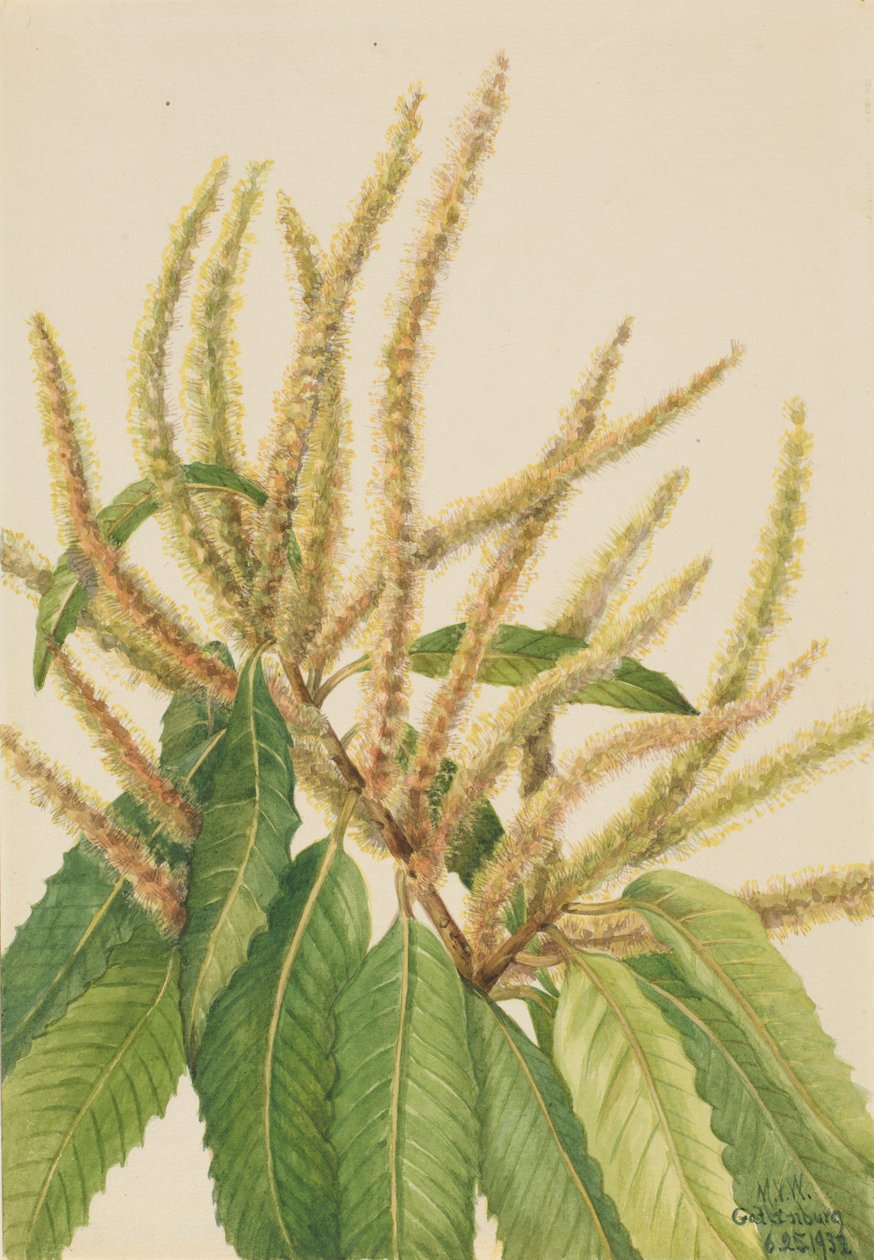 Amerikansk kastanj (Castanea dentata) av Mary Vaux Walcott