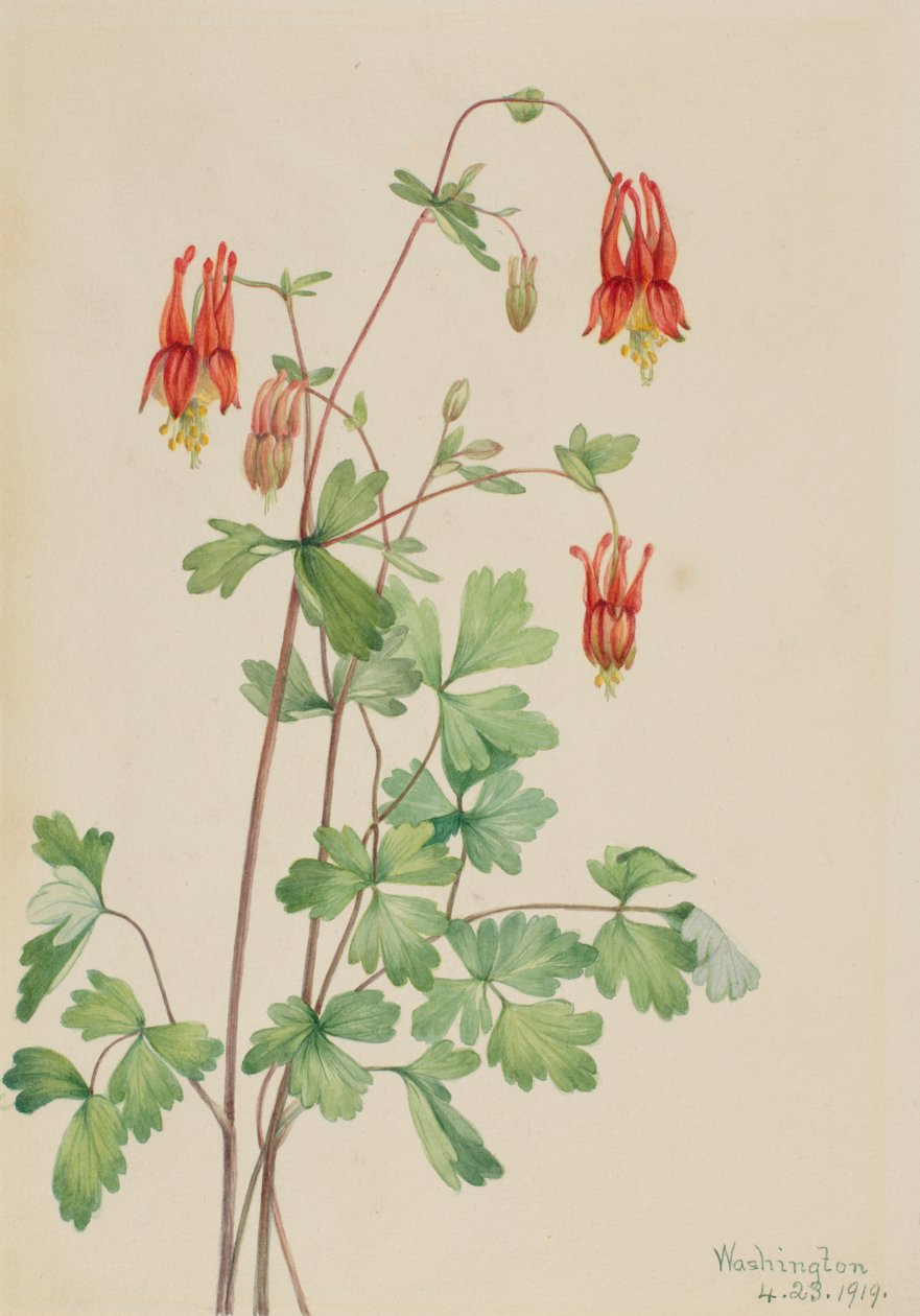 Amerikansk akleja (Aquilegia canadensis) av Mary Vaux Walcott