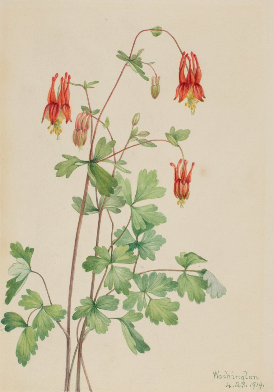 Amerikanska Columbine Aquilegia canadensis, 1919. av Mary Vaux Walcott