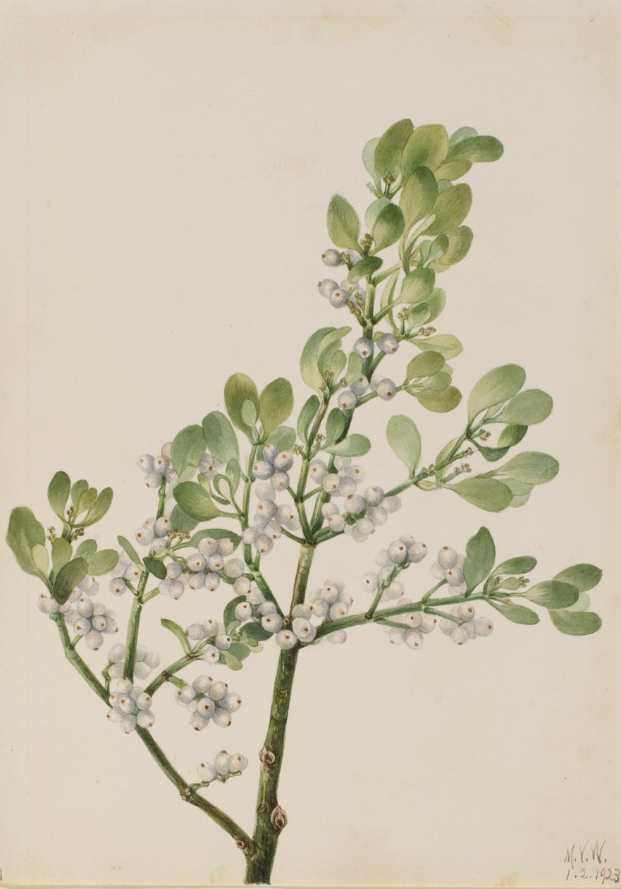 Amerikansk Mistel Phoradendron flavescens, 1923. av Mary Vaux Walcott