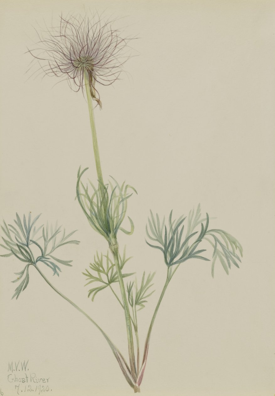 Amerikansk blåsippa (Pulsatilla ludoviciana) av Mary Vaux Walcott