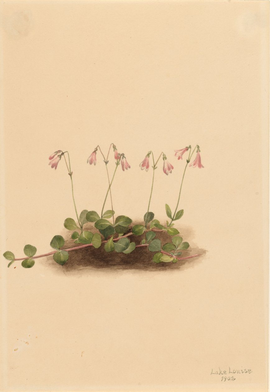 Amerikansk blåsippa (Linnaea borealis americana) av Mary Vaux Walcott