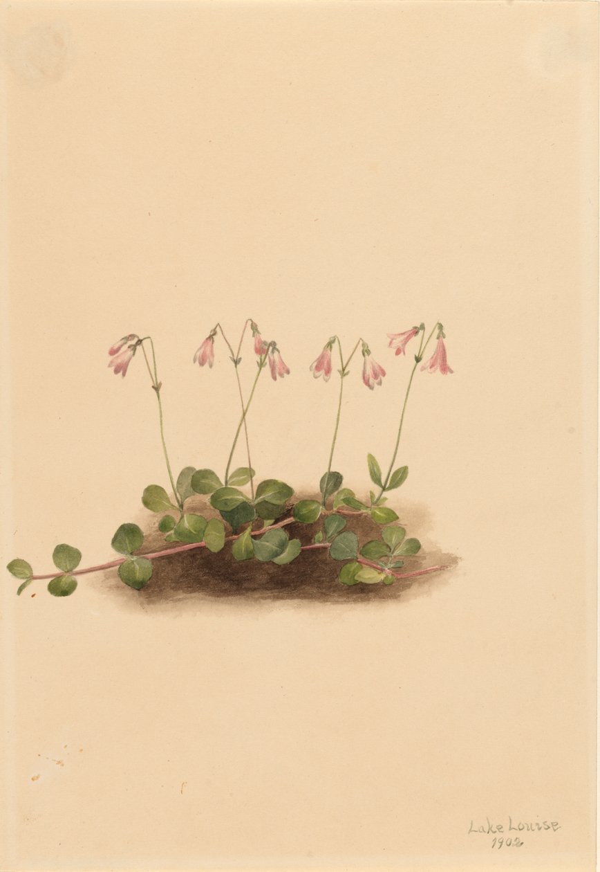 Amerikansk tvillingblomma Linnaea borealis americana, 1902. av Mary Vaux Walcott