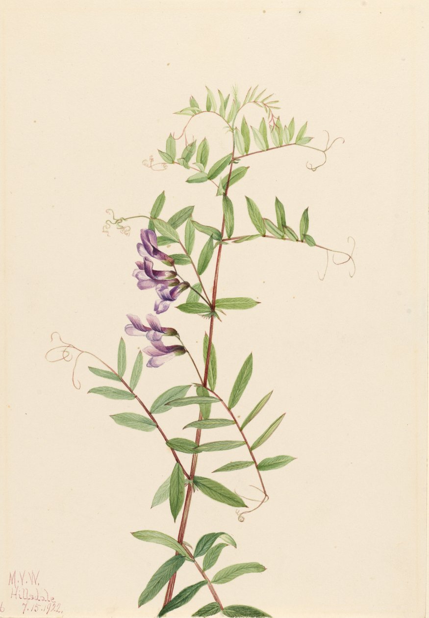 Amerikansk vicker (Vicia americana) av Mary Vaux Walcott