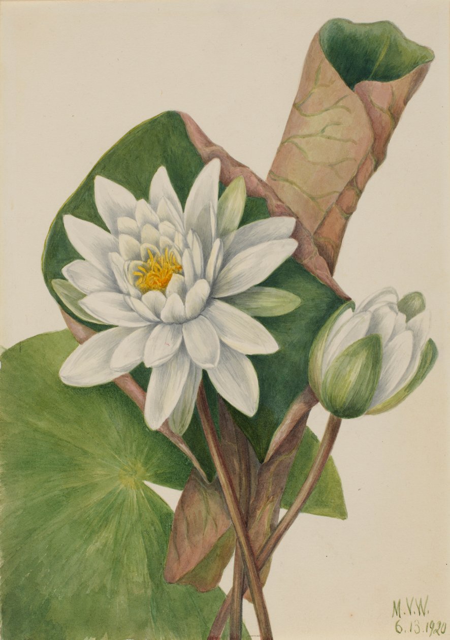 Amerikansk näckros (Castalia odorata) av Mary Vaux Walcott