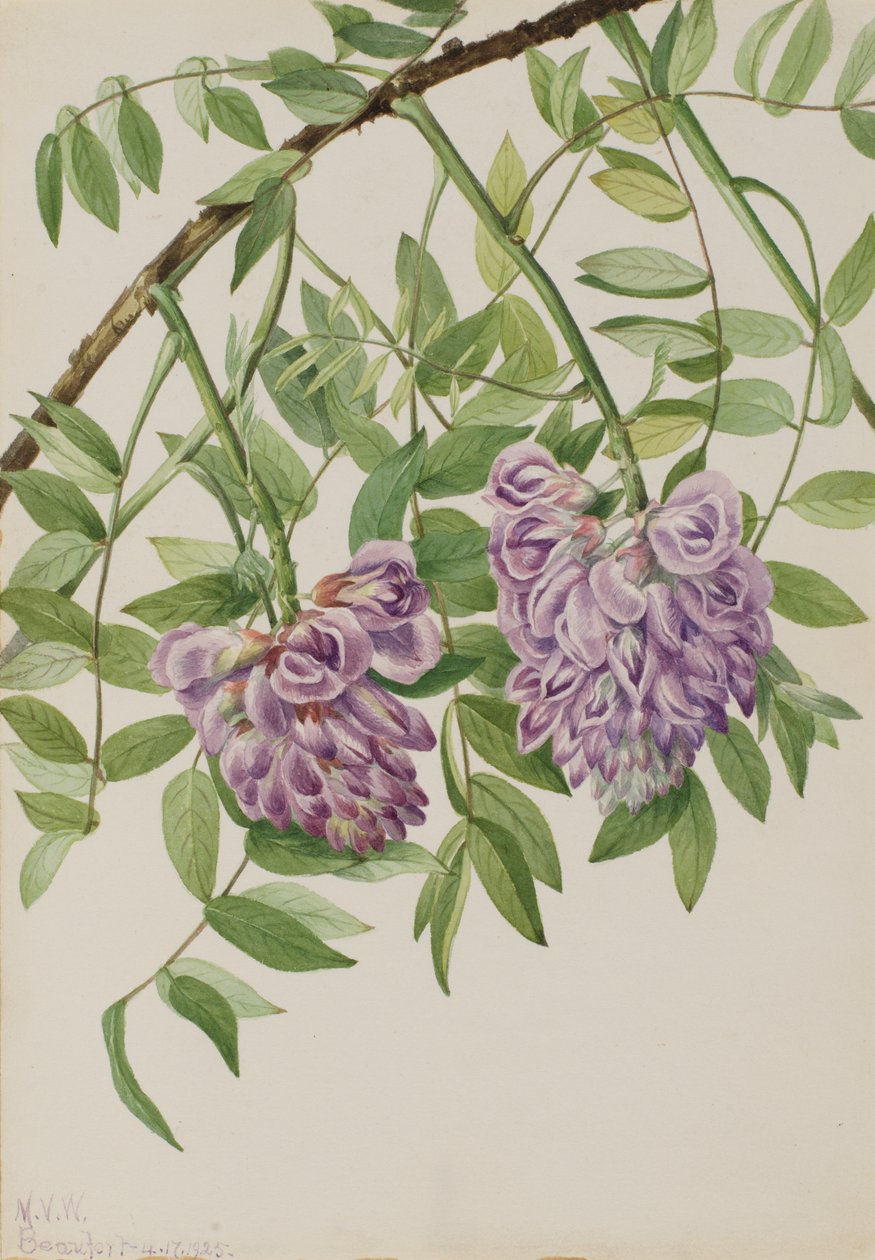 Amerikanska Wisteria Kraunhia frutescens, 1925. av Mary Vaux Walcott