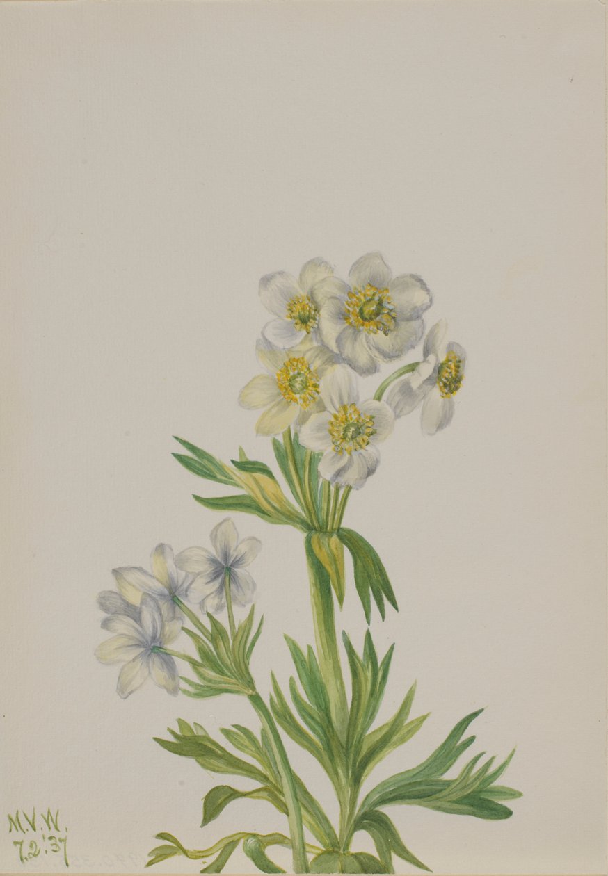 Anemon (Anemone zephyra) av Mary Vaux Walcott
