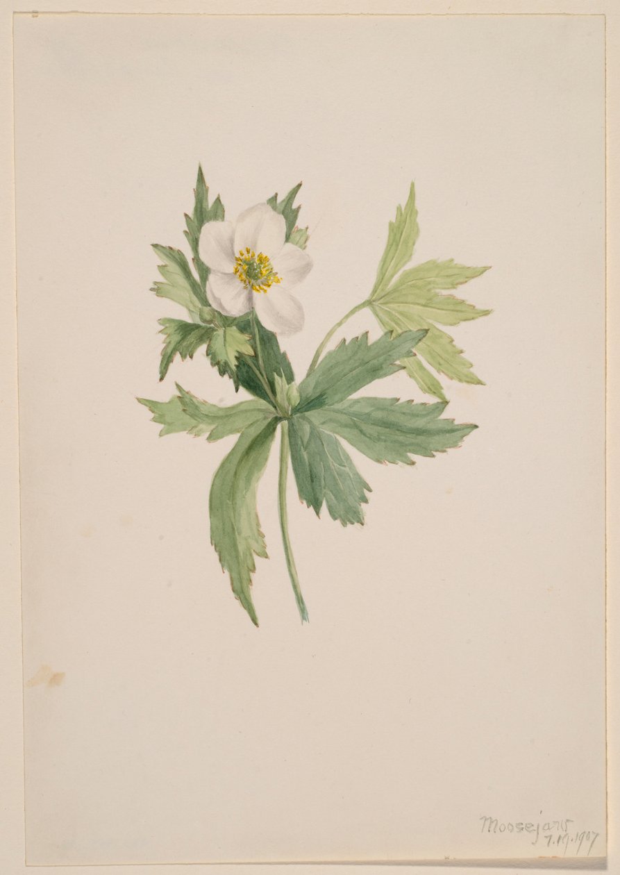 Anemone canadensis av Mary Vaux Walcott