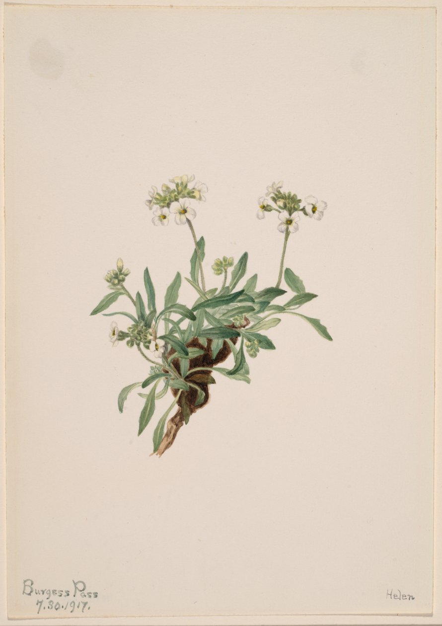 Arabis drummondii av Mary Vaux Walcott