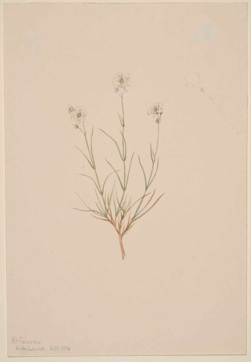 Arenaria formosa av Mary Vaux Walcott