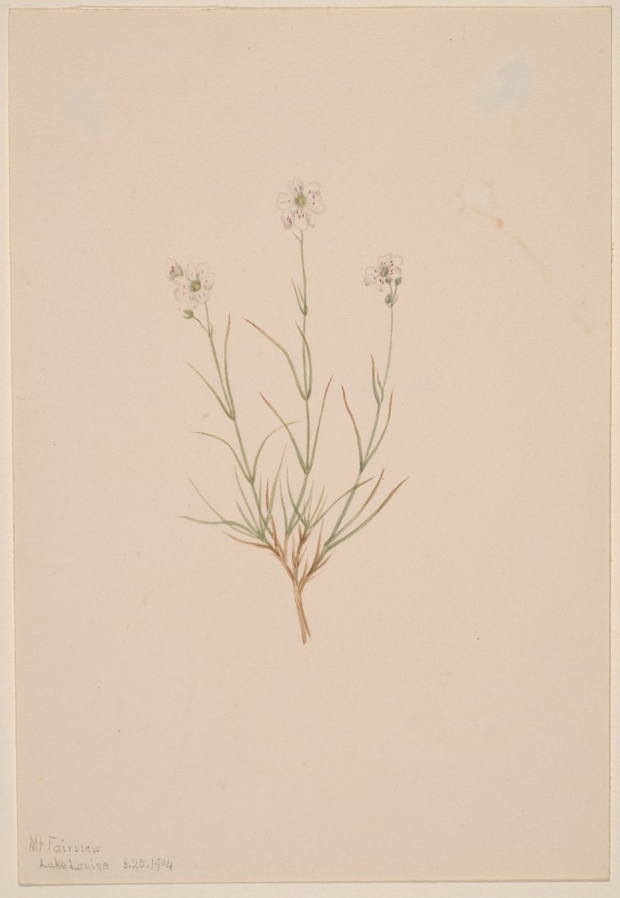 Formosa sandsten, 1904. av Mary Vaux Walcott
