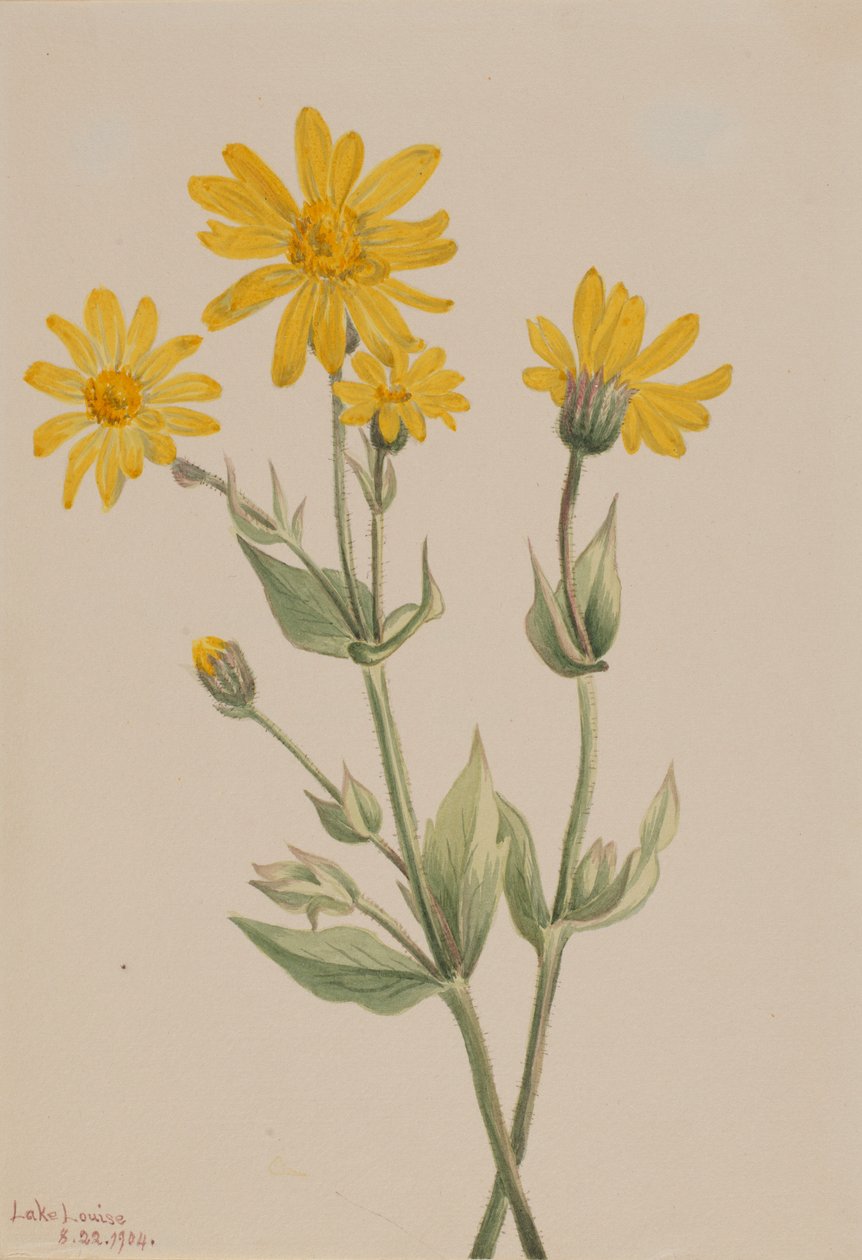 Arnika (Arnica latifolia) av Mary Vaux Walcott