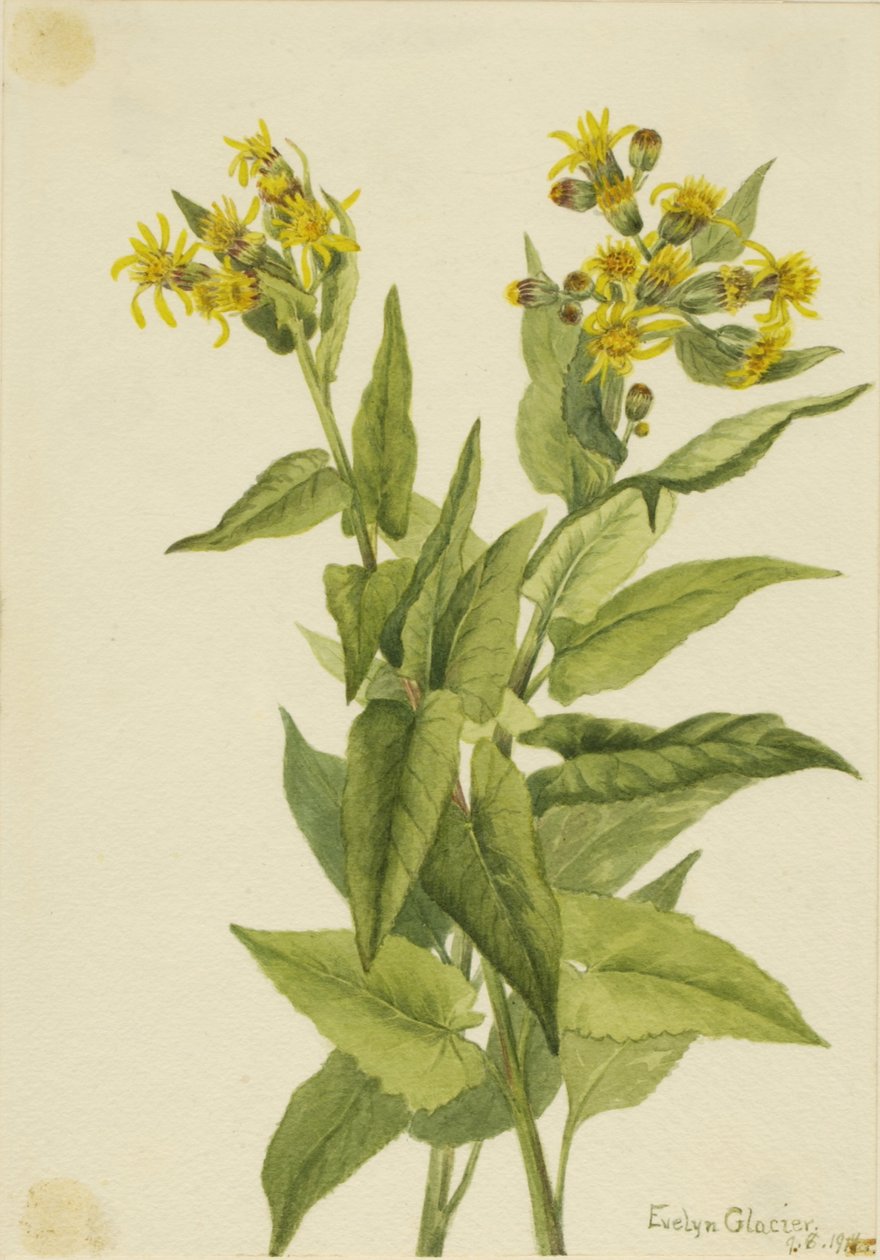 Pilbladig jordtistel (Senecia triangularis) av Mary Vaux Walcott