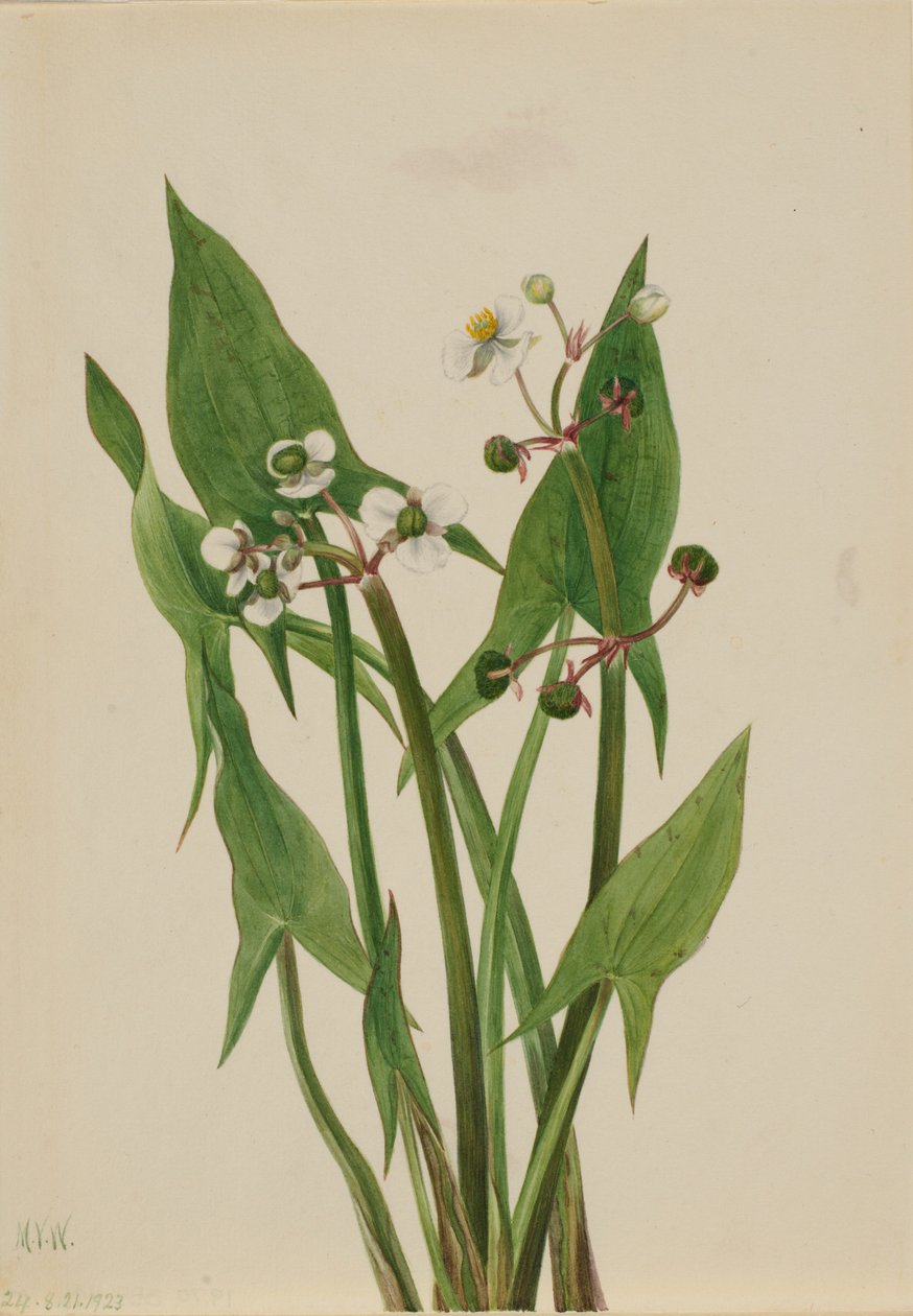 Arum pilspets (Sagittaria cuneata) av Mary Vaux Walcott