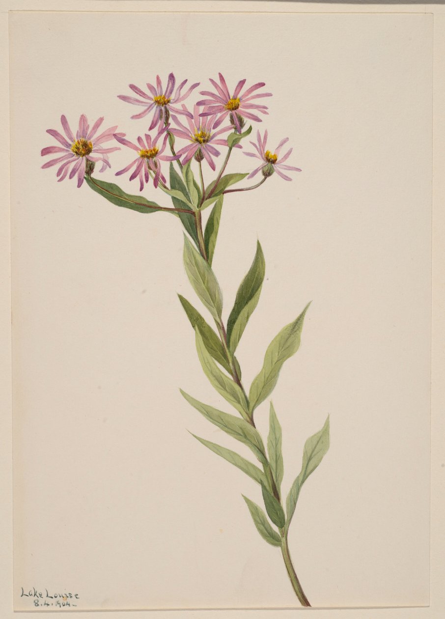 Aster Engelmann av Mary Vaux Walcott