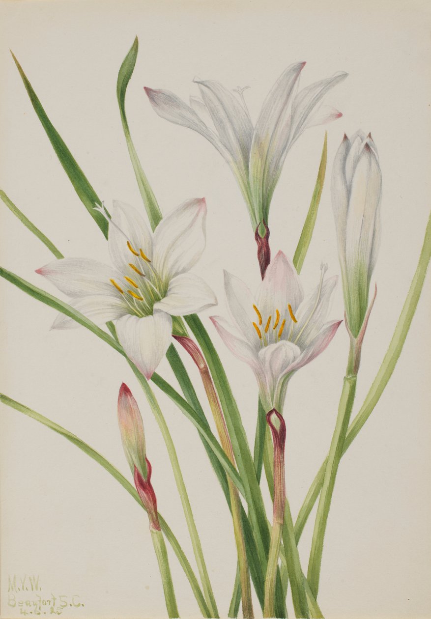 Atamasco-lilja (Atamosco atamasco) av Mary Vaux Walcott