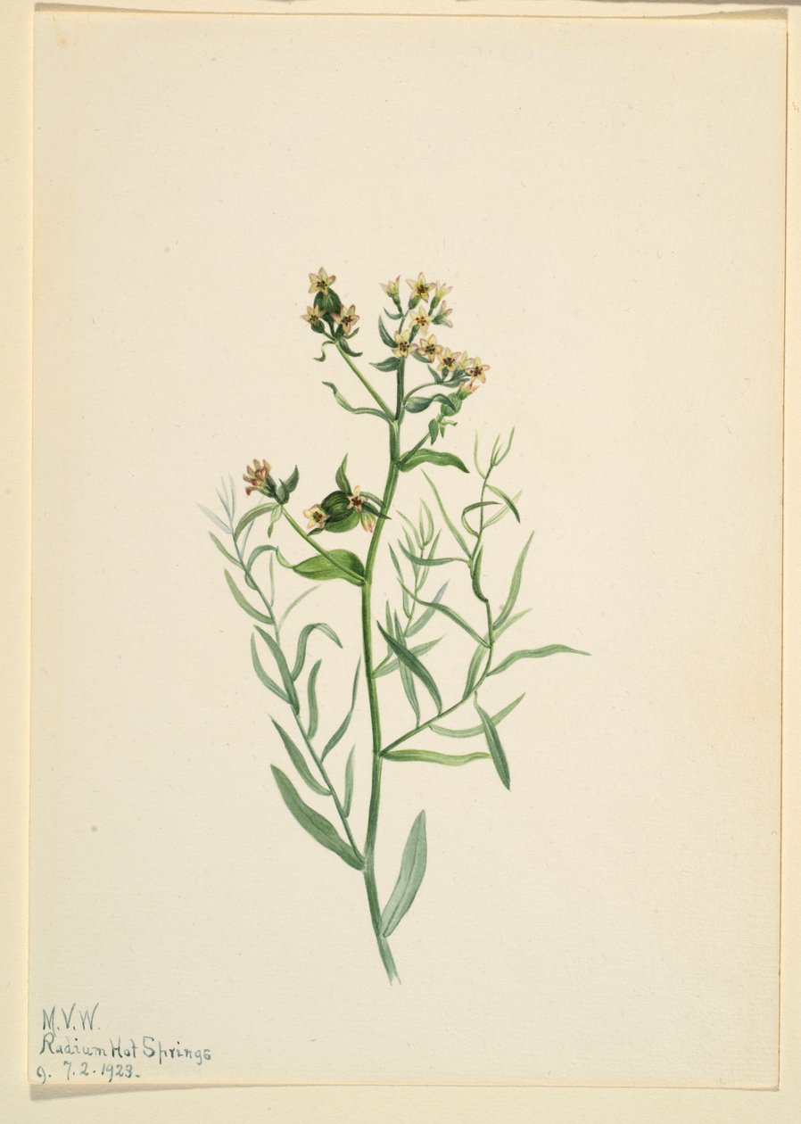 Bastardpaddflax (Comandra pallida) av Mary Vaux Walcott