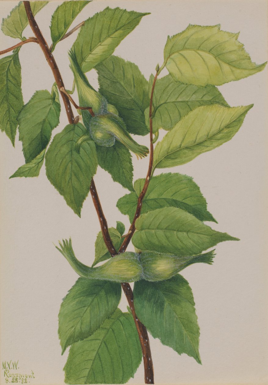 Näbbig hasselnöt (Corylus rostrata) av Mary Vaux Walcott