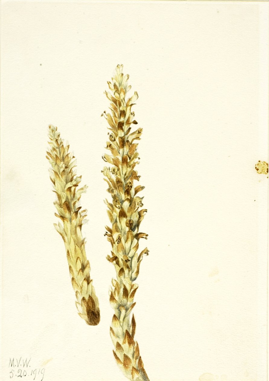 Björnmajs (Conopholis americana) av Mary Vaux Walcott