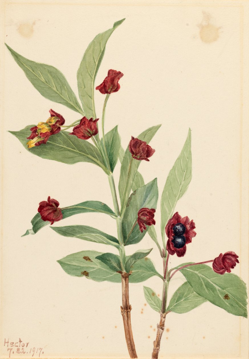 Björnbärskaprifol (Lonicera involucrata) av Mary Vaux Walcott