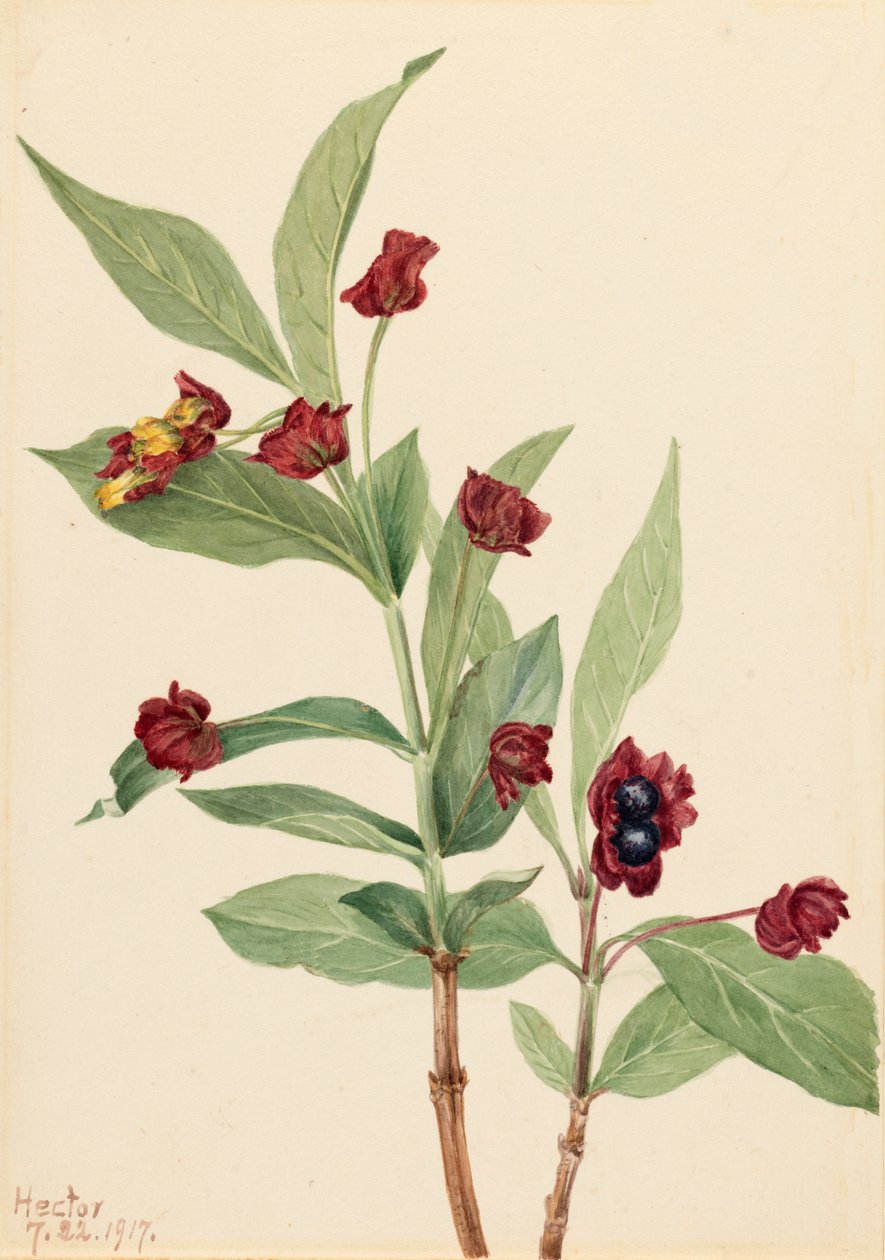 Björnbärskaprifol Lonicera involucrata, 1917. av Mary Vaux Walcott