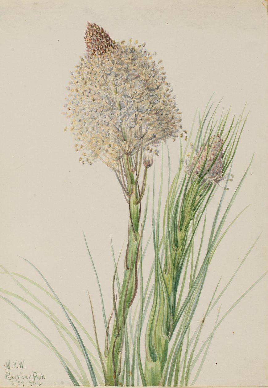 Björngräs Xerophyllum tenax, 1924. av Mary Vaux Walcott