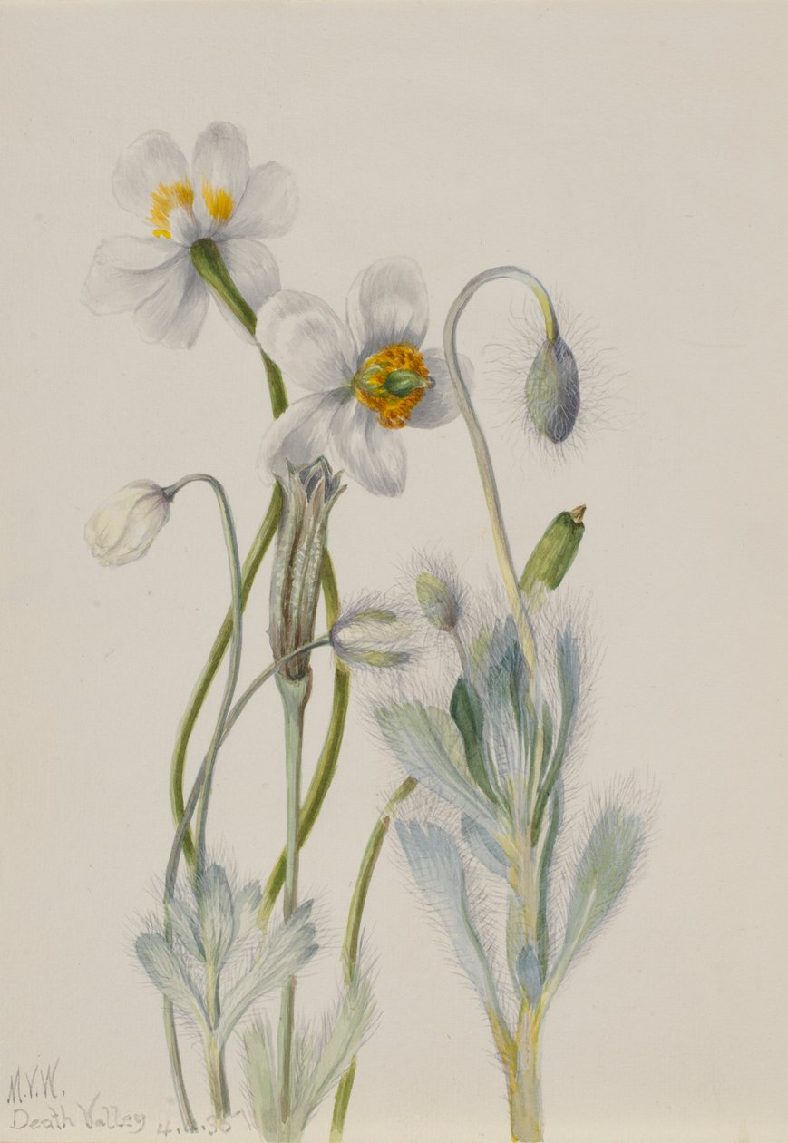 Bearpoppy (Arctomecon merriami) av Mary Vaux Walcott