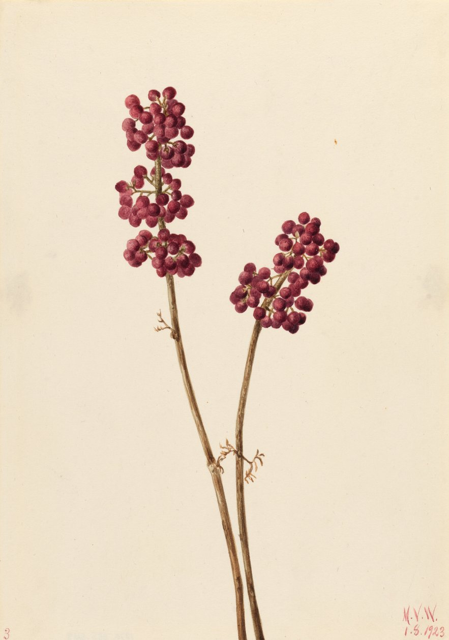 Skönhetsbär (Callicarpa americana) av Mary Vaux Walcott