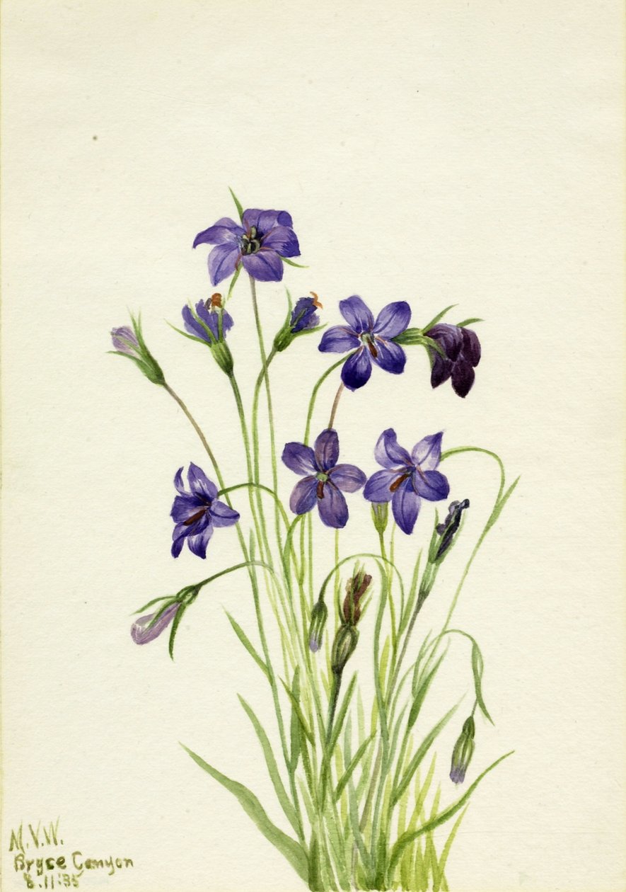 Klockblomma (Campanula) av Mary Vaux Walcott