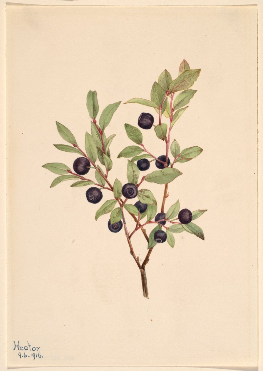 Stort blåbär (Vaccinium membranaceum) av Mary Vaux Walcott