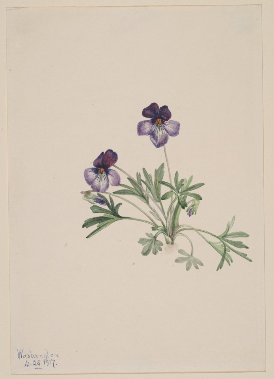 Fågelfot viol (Viola pedata) av Mary Vaux Walcott