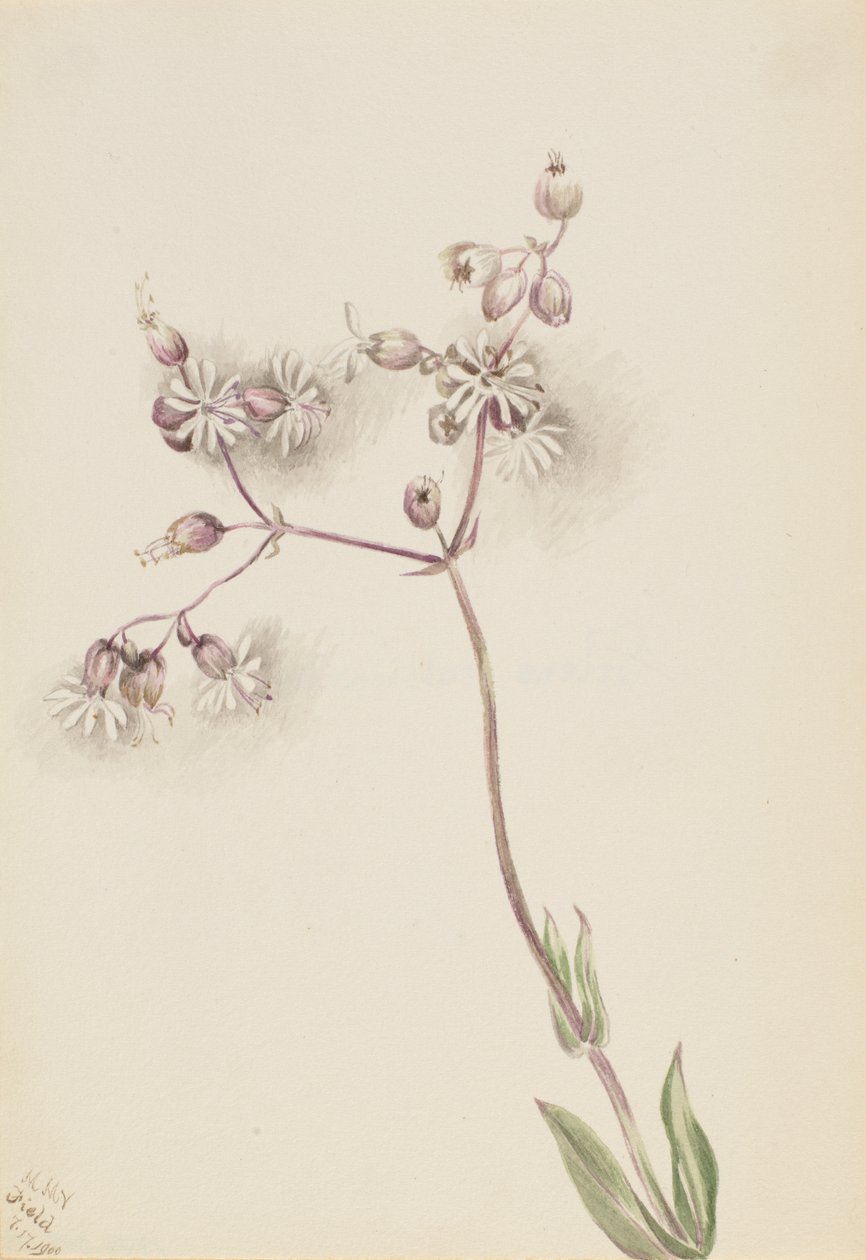 Blås Campion Silene latifolia, 1900. av Mary Vaux Walcott