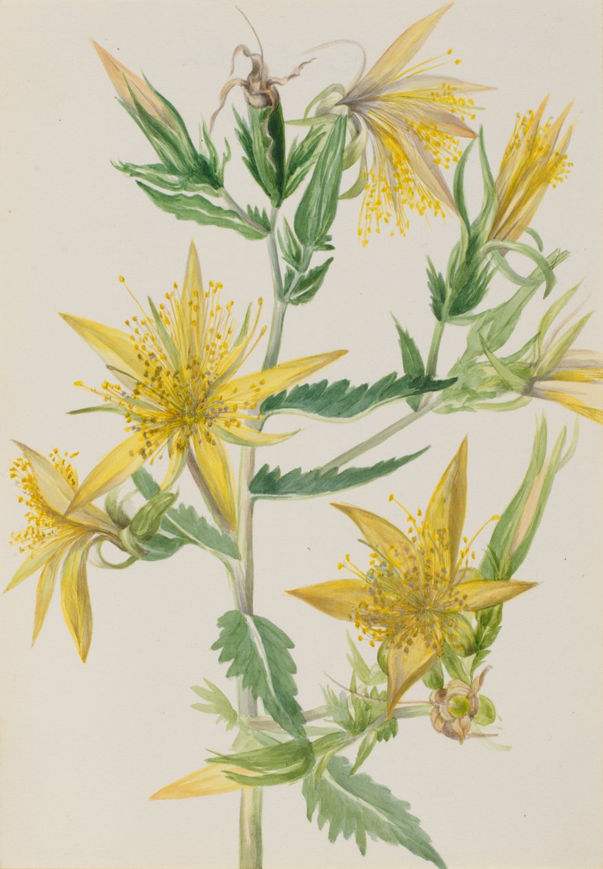 Blivande stjärna Mentzelia laevicaulis, ca. 1930-talet. av Mary Vaux Walcott