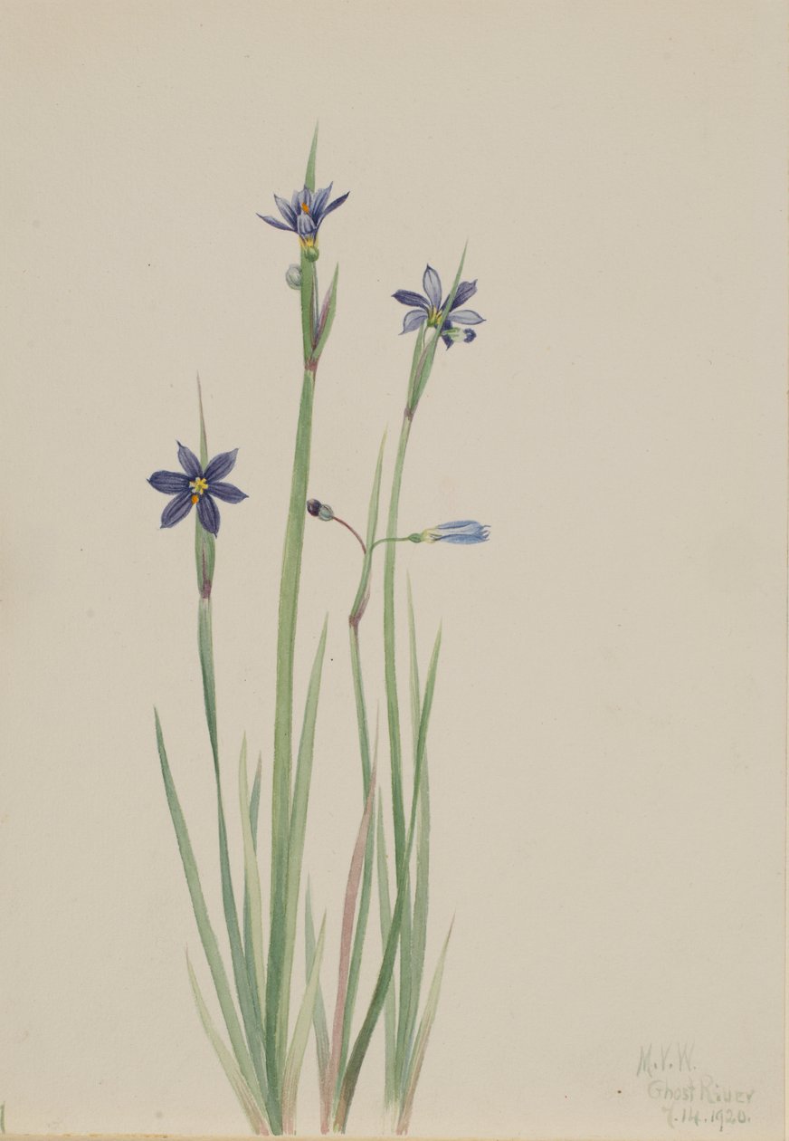 Blåögd gräs (Sisyrinchium angustifolium) av Mary Vaux Walcott