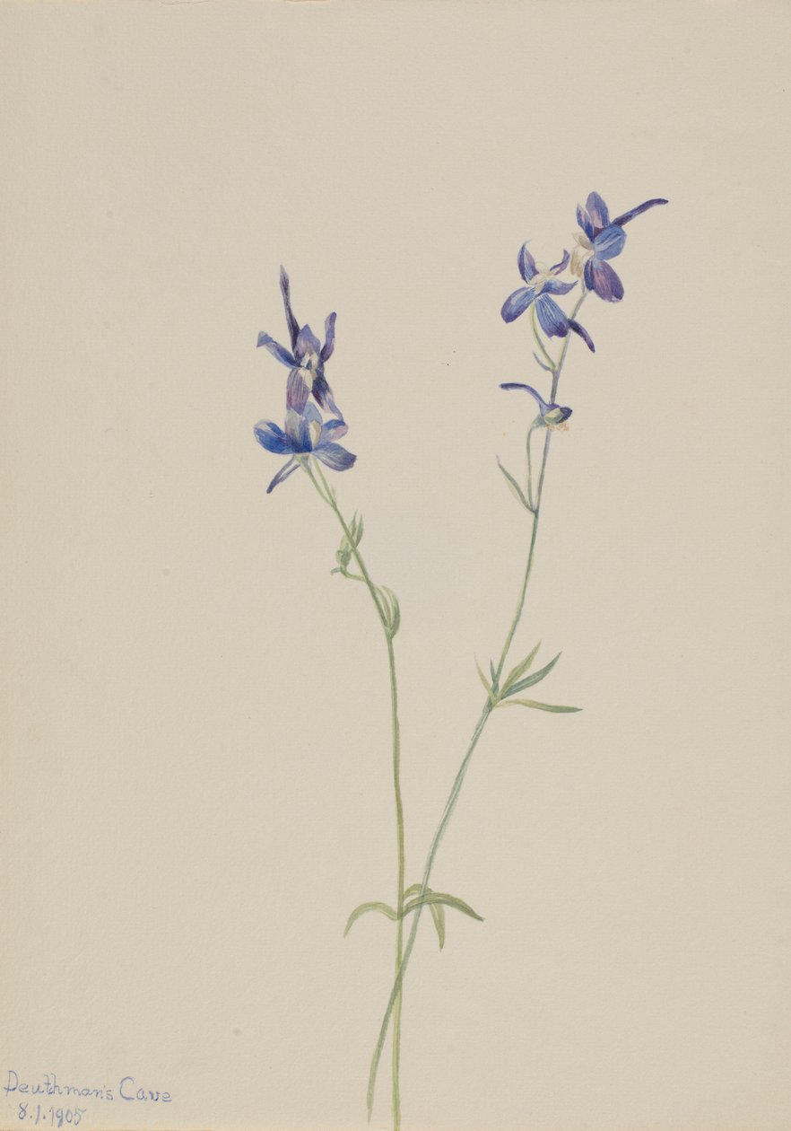 Blå lärkspirea (Delphinium nuttallianum) av Mary Vaux Walcott