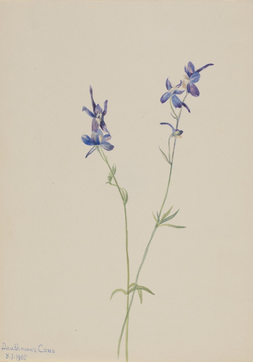 Blå lärksporre Delphinium nuttallianum, 1905. av Mary Vaux Walcott