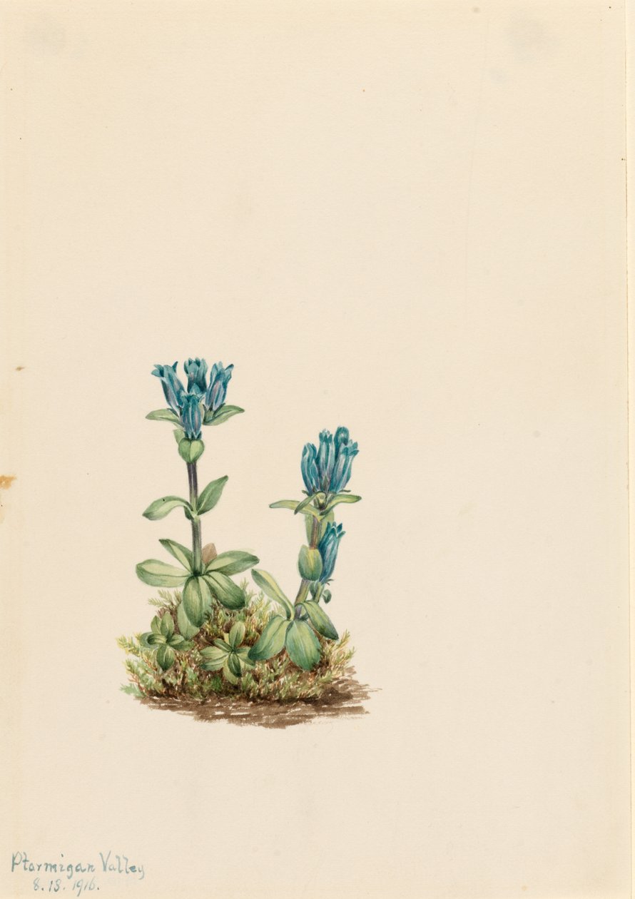 Blågrön gentiana (Gentiana glauca) av Mary Vaux Walcott