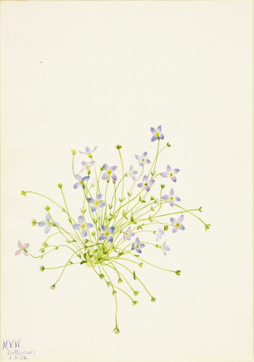 Blåsippor (Houstonia serpyllifolia) av Mary Vaux Walcott