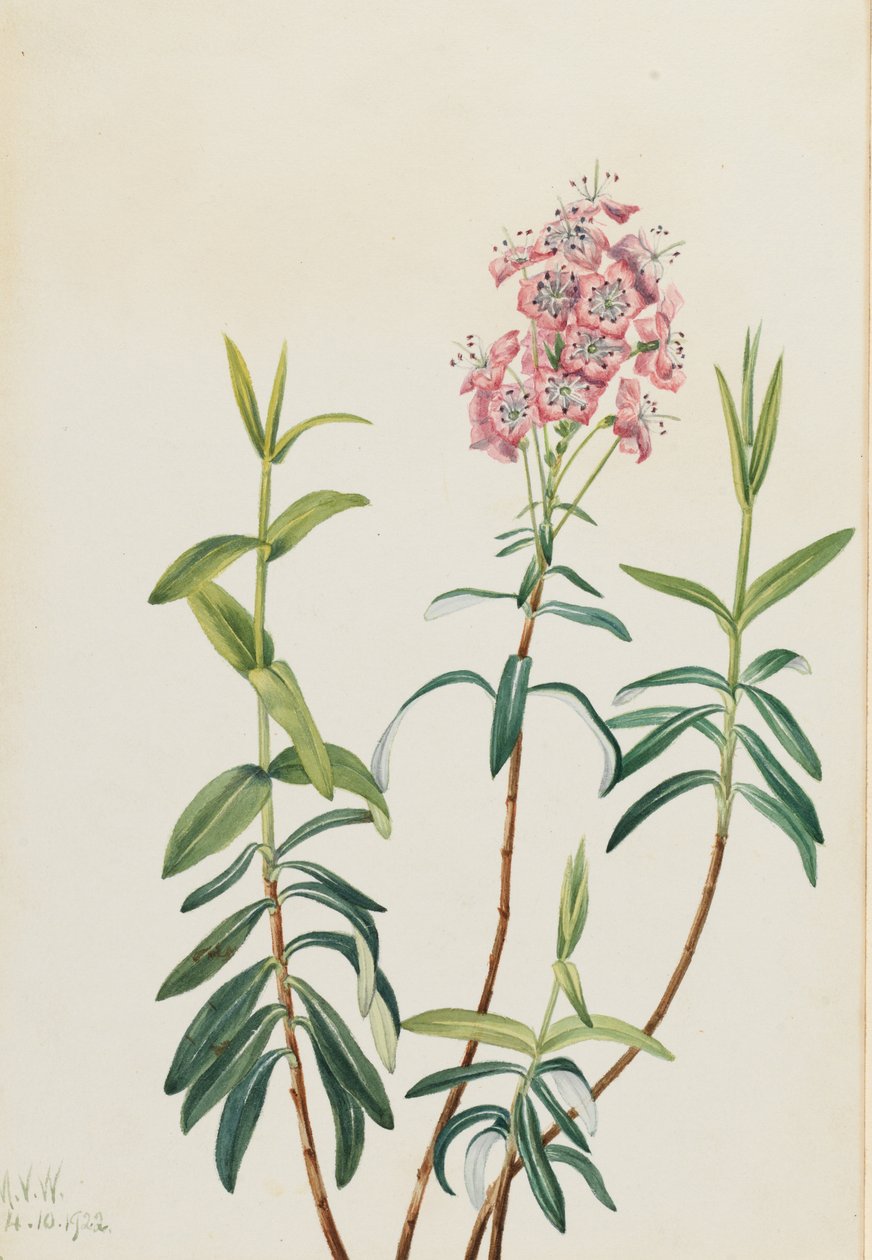 Bog Kalmia (Kalmia polifolia) av Mary Vaux Walcott