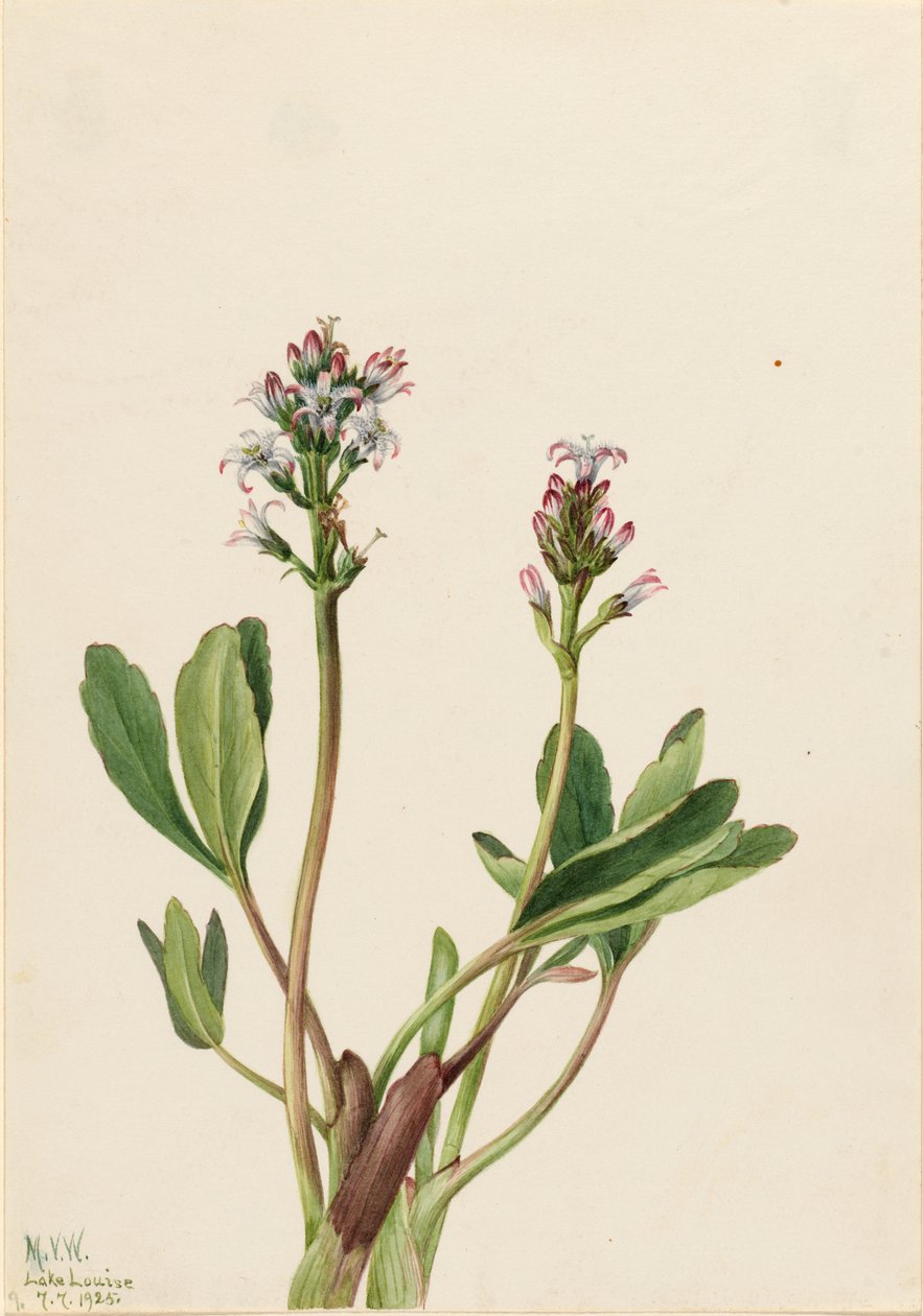 Bogböna (Menyanthes trifoliata) av Mary Vaux Walcott