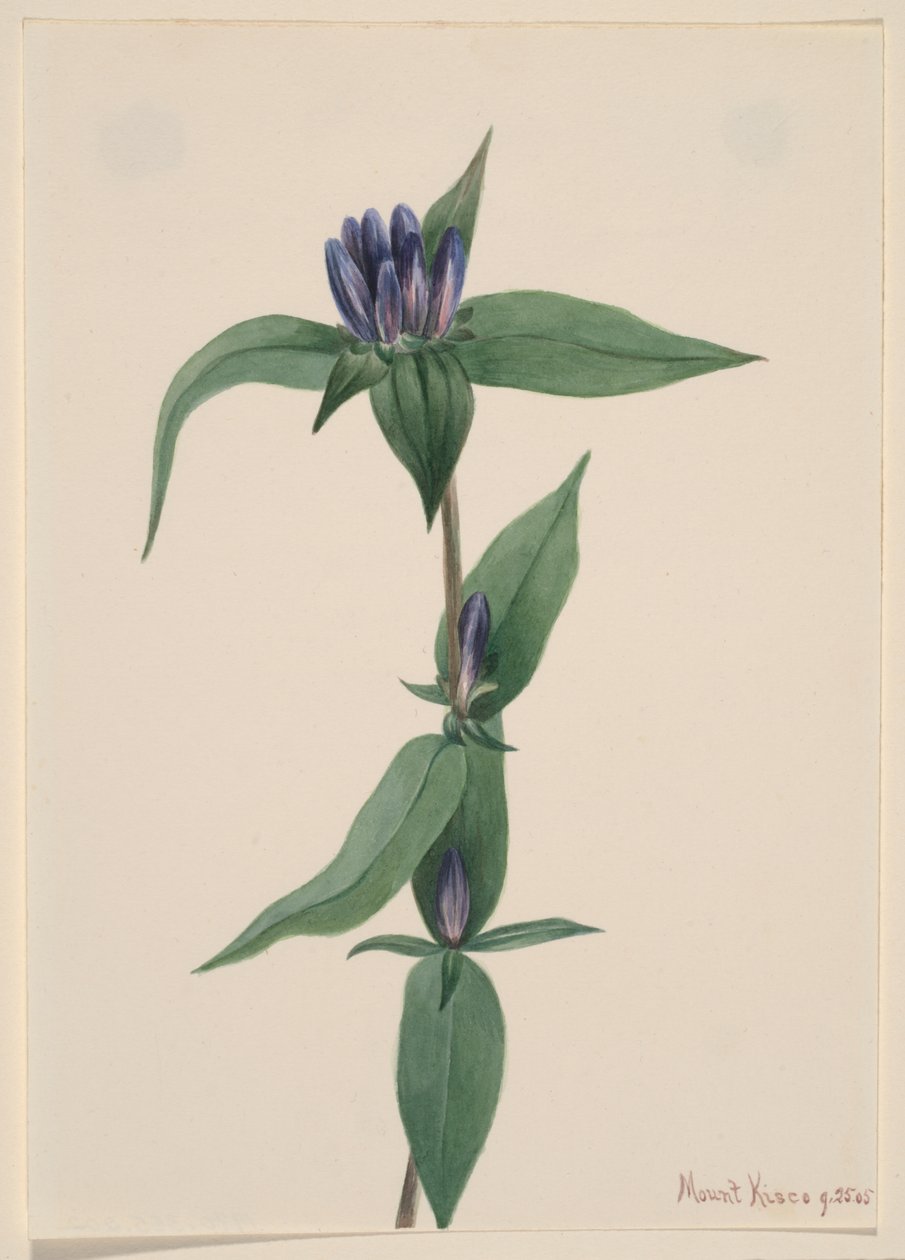 Flaskgentiana (Gentiana saponaria) av Mary Vaux Walcott