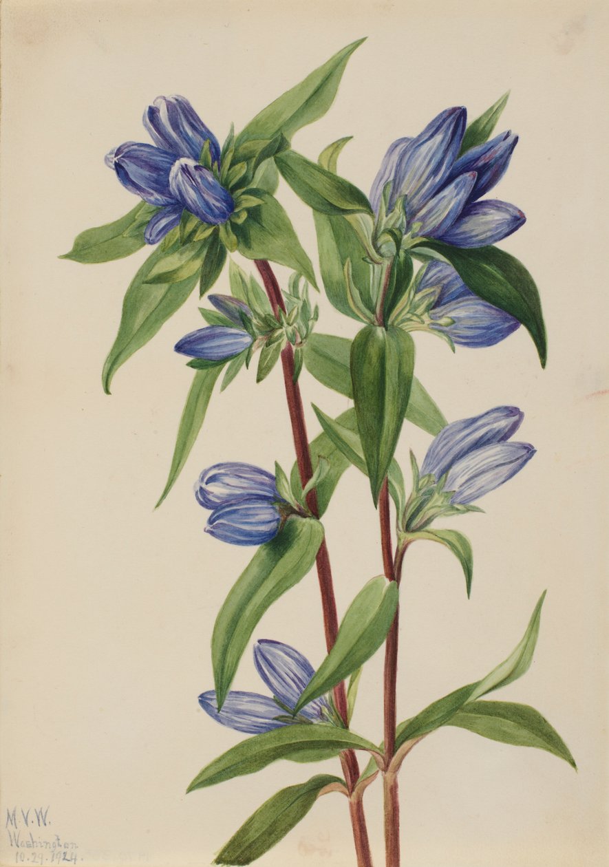 Flaskgentiana (Gentiana saponaria) av Mary Vaux Walcott