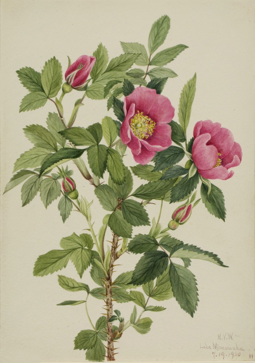 Rosenknopp (Rosa bourgeauiana) av Mary Vaux Walcott
