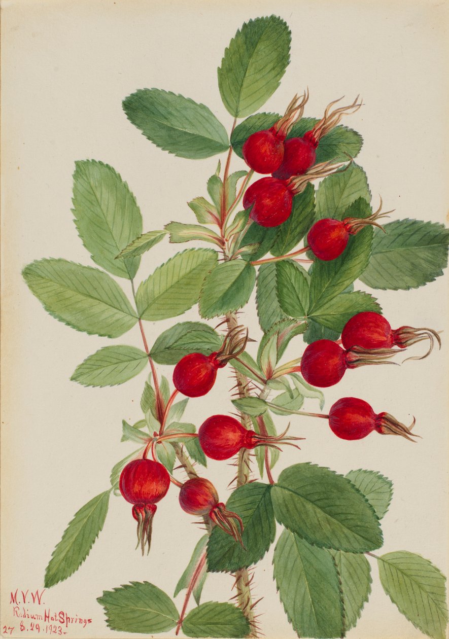 Rosenknopp (Rosa bourgeauiana) av Mary Vaux Walcott