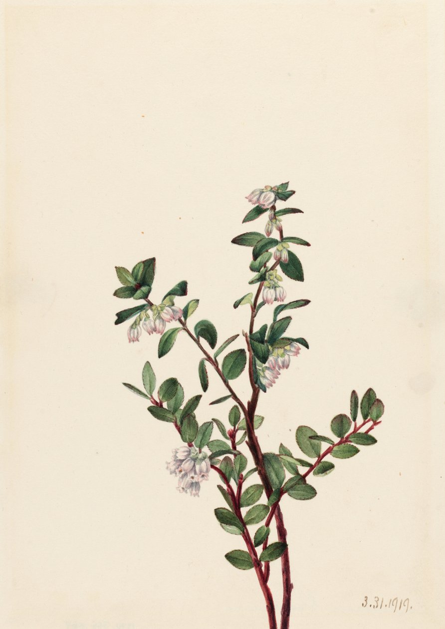 Huckleberry (Gaylussacia brachycera) av Mary Vaux Walcott