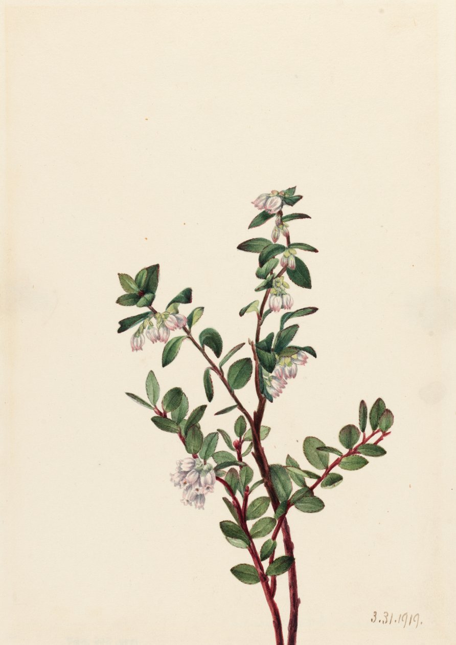 Box Huckleberry Gaylussacia brachycera, 1919. av Mary Vaux Walcott