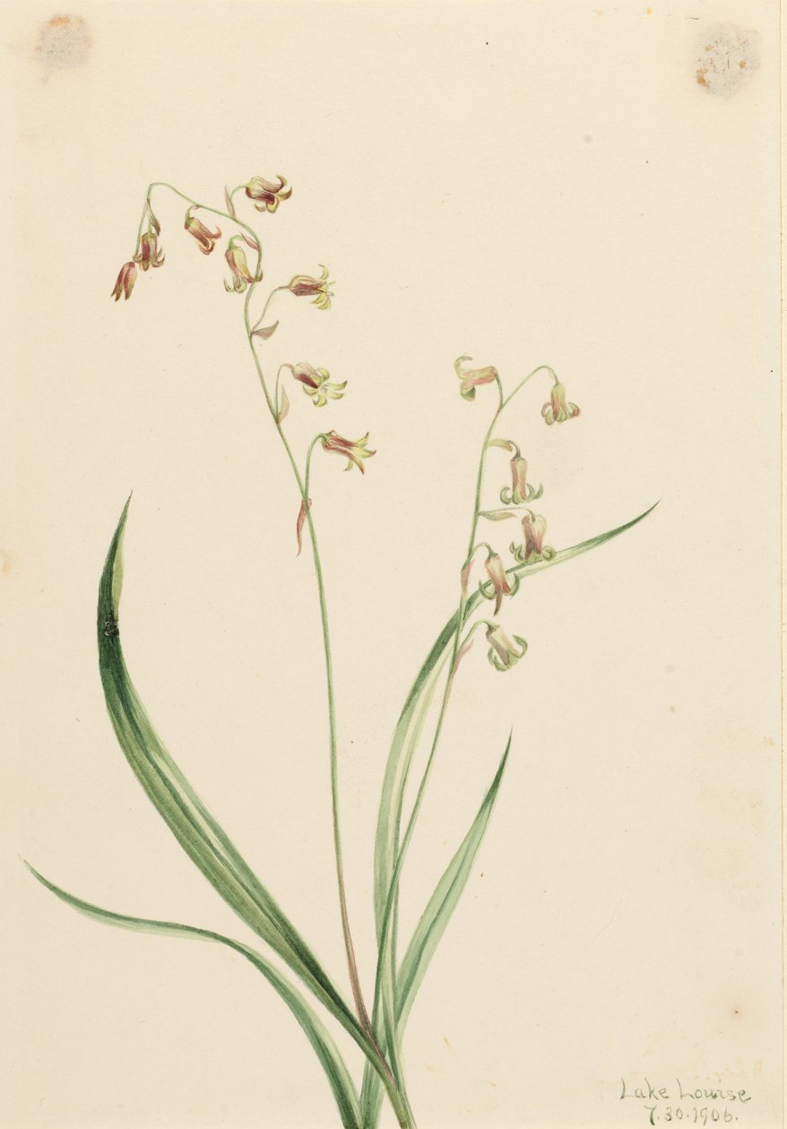 Bronsblommor (Stenanthium occidentale) av Mary Vaux Walcott