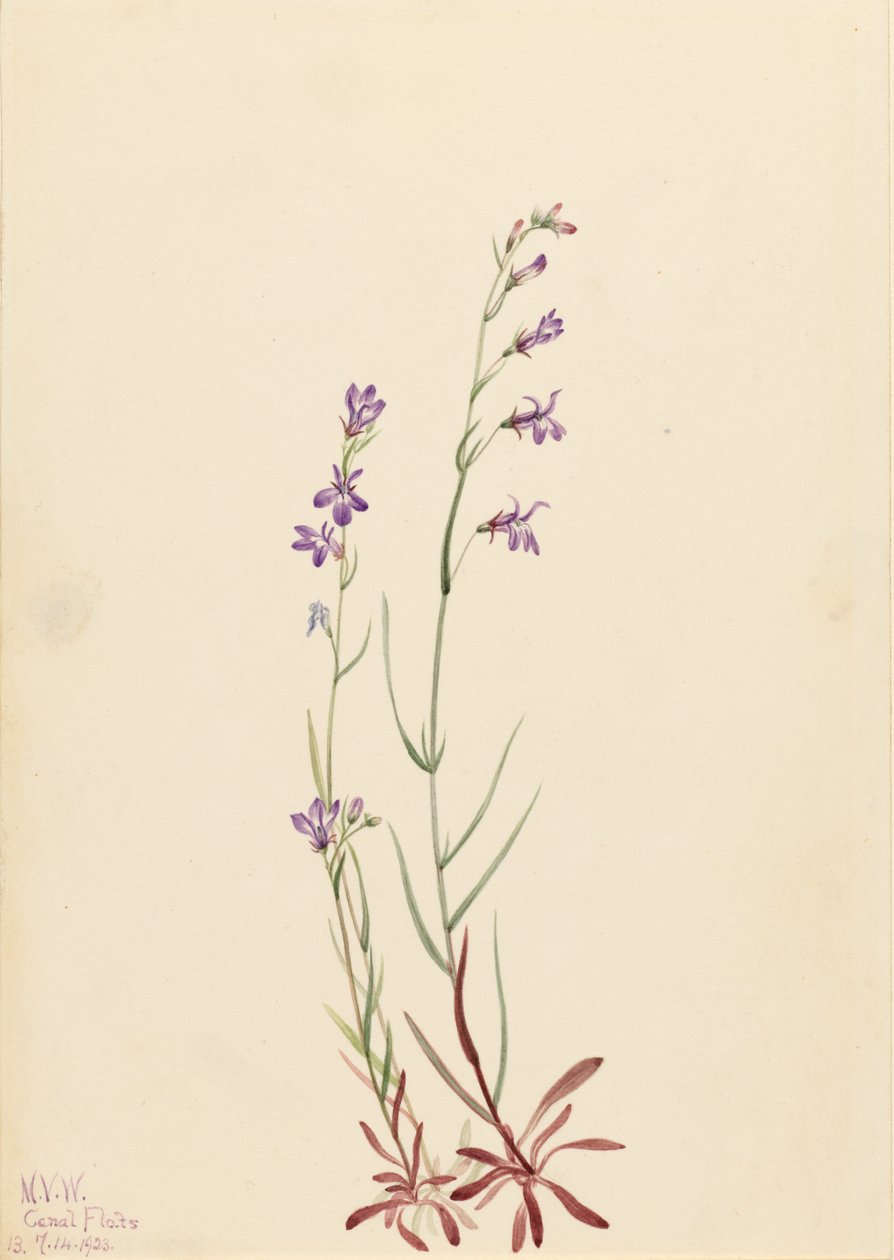 Bäcklobelia (Lobelia kalmii) av Mary Vaux Walcott