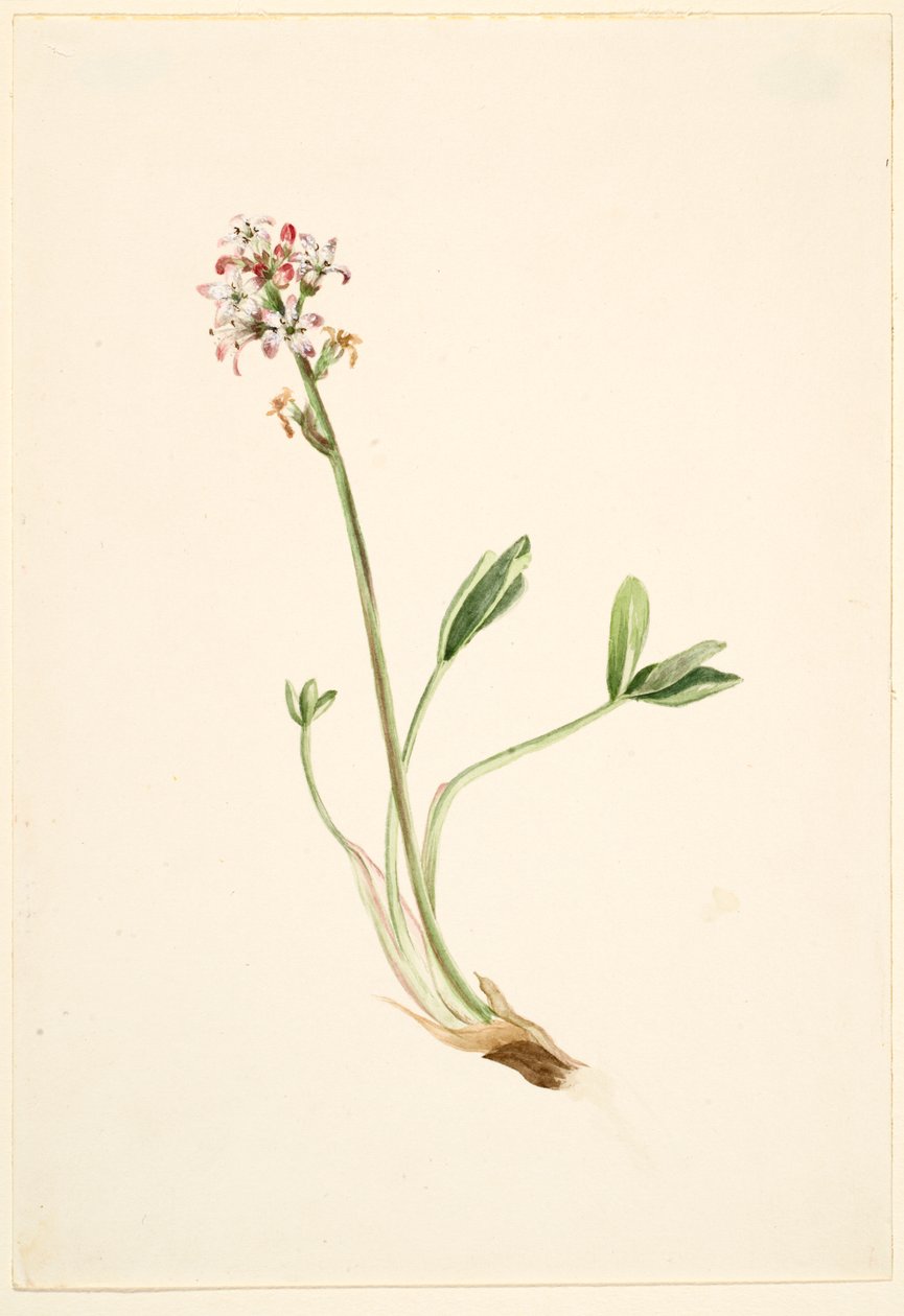 Bokböna (Menyanthes trifoliata) av Mary Vaux Walcott